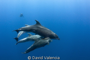 Here are some very friendly bottle nose dolphins. It's a ... by David Valencia 